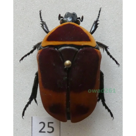 Pachnoda marginata peregrina Kolbe, 1906 ex. ovo Czad25